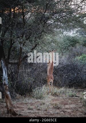 Animaux sauvages - antilope gerenuk dans la réserve nationale de Samburu, Kenya du Nord, Afrique Banque D'Images