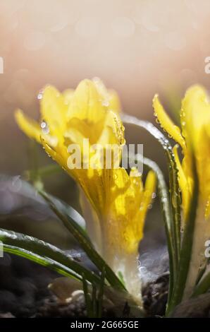 Crocus jaune de printemps dans les gouttes d'eau sur un fond défoqué, macro Banque D'Images