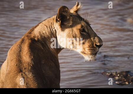 Animaux sauvages - boissons sans lioness à la rivière - Réserve nationale de Samburu, Kenya du Nord Banque D'Images