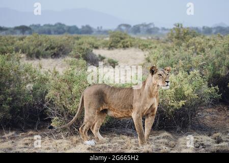 Animaux sauvages - Lioness chassant au coucher du soleil dans la réserve nationale de Samburu, au nord du Kenya Banque D'Images