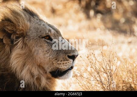 Lion mâle au coucher du soleil - Réserve nationale de Samburu, Kenya Banque D'Images