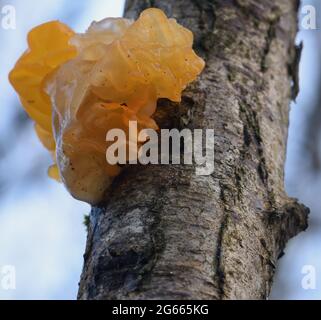 Le sporocarpe, le corps fruité, d'un champignon du cerveau jaune (Tremella mesenterica) qui pousse sur un tronc d'arbre mort de bouleau argenté (Betula pendula) en bois humide Banque D'Images