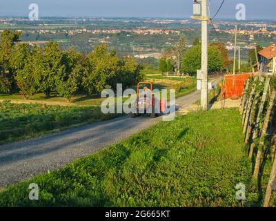 Sur un vignoble italien dans le Piémont, en Italie au moment de la récolte Banque D'Images