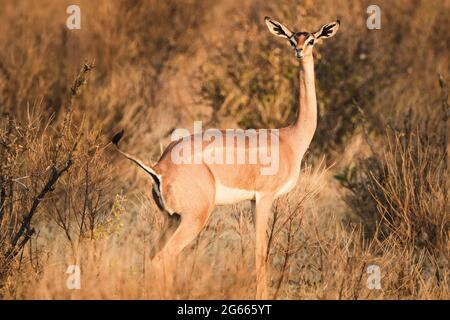 Animaux sauvages - antilope gerenuk dans la réserve nationale de Samburu, Kenya du Nord, Afrique Banque D'Images