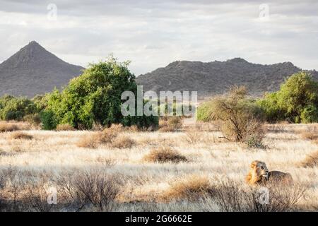 Animaux sauvages - Lion au coucher du soleil dans la réserve nationale de Samburu, au nord du Kenya Banque D'Images