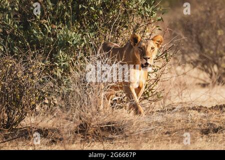 Chasse aux lioness au coucher du soleil dans la réserve nationale de Samburu, au nord du Kenya Banque D'Images