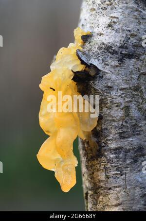 Le sporocarpe, le corps fruité, d'un champignon du cerveau jaune (Tremella mesenterica) qui pousse sur un tronc d'arbre mort de bouleau argenté (Betula pendula) en bois humide Banque D'Images