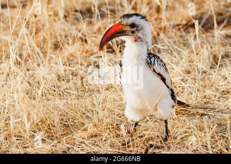 Animaux sauvages - Hornbill à bec rouge - Réserve nationale de Samburu, Kenya du Nord Banque D'Images