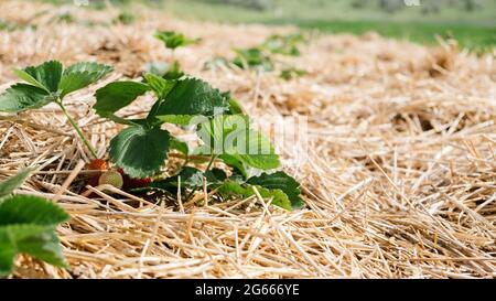 En cultivant des fraises, utilisez de la paille pour protéger les fruits. Paille autour des plantes de fraise sur le champ de fraise dans la ferme. Récolte à la fraise Banque D'Images