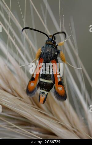 Une aile de pare-feu (Pyropteron chrysidiforme) sur une plante Banque D'Images