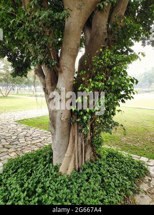 Le tronc d'un magnifique arbre de ficus dans un jardin ou un parc Banque D'Images