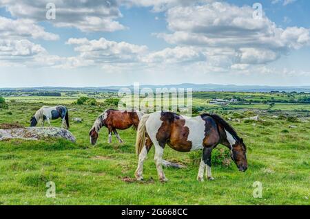 Dans les Cornouailles, trois bodmin Moor Pie paissent sur une vaste étendue d'herbe de moorland parmi les roches aléatoires complètement libres de se déplacer et de vivre sauvage. Banque D'Images