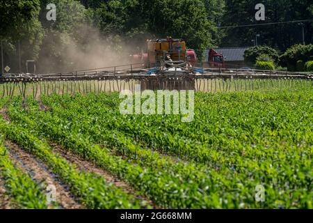 Un champ de maïs, avec de jeunes plantes, est fertilisé avec du fumier liquide, le fumier auto-propulsé, près de Geldern, NRW, Allemagne, Banque D'Images