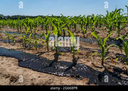 Un champ de maïs, avec de jeunes plantes, est fertilisé avec du fumier, près de Geldern, NRW, Allemagne, Banque D'Images
