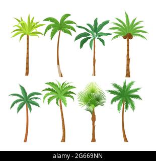 Jeu d'illustrations vectorielles plates Palm Trees. Ensemble d'éléments de conception isolés de plantes de plage exotiques. Collection de branches et de troncs de dessin animé à feuilles vertes Illustration de Vecteur