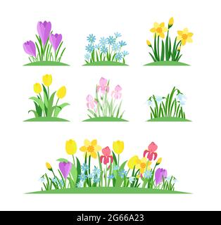 Jeu d'illustrations vectorielles plates Spring flowers. Parterres de jardin et herbe verte sur fond blanc. Tulipes, bellflowers, brindilles de narcisse et Illustration de Vecteur