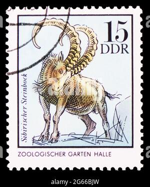 MOSCOU, RUSSIE - 22 MARS 2020 : le timbre-poste imprimé en Allemagne montre l'Ibex sibérien (Capra ibex sibirica), série d'animaux de zoo, vers 1975 Banque D'Images