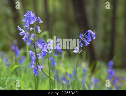 Bluebells tapissent le sol des bois à Hooke Park, Dorset Banque D'Images