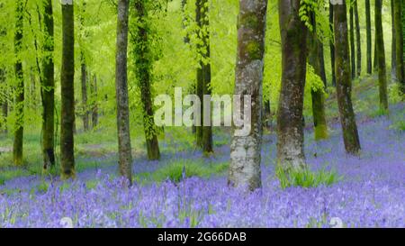 Bluebells tapissent le sol des bois à Hooke Park, Dorset Banque D'Images