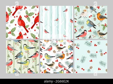 Ensemble de motifs vectoriels sans coutures oiseaux d'hiver. Illustrations de dessins animés des oiseaux chanteurs de saison froide. Cardinal rouge, symbole de Noël avec feuilles de GUI et Illustration de Vecteur