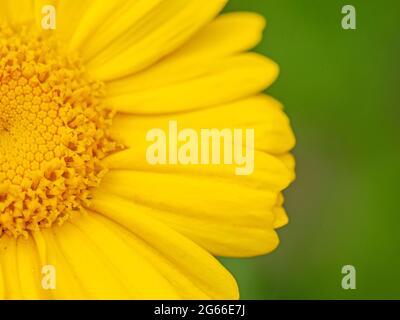 Gros plan de la moitié d'une fleur de chrysanthème de garland jaune Banque D'Images