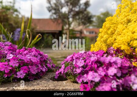 Cascade d'aubrieta pourpre et fleurs d'aurinia saxatilis dorées avec beaucoup de petits pétales magnifiquement fleurir dans un jardin de jardin entouré de vert Banque D'Images