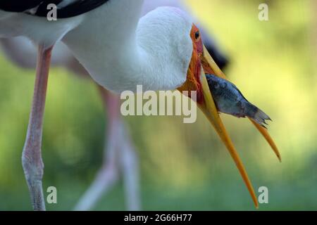 Dvur Kralove nad Labem, République tchèque. 3 juillet 2021. La cigogne à bec jaune (Mycteria ibis) capture un poisson au Safari Park de Dvur Kralove nad Labem en République tchèque. Credit: Slavek Ruta/ZUMA Wire/Alamy Live News Banque D'Images