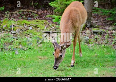 Jeunes cerfs de Virginie en buck dans la nature. Gros plan d'un jeune cerf regardant la caméra. Mammifères sauvages de l'Amérique du Nord. Banque D'Images