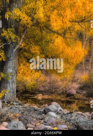 Ruisseau en Californie près de l'autoroute 4 dans le côté est de Sierras, en bas du col d'Ebbetts, avec le reflet de l'arbre de coton jaune dans le Banque D'Images