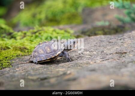 Petite petite tortue boisée (Terrapene carolina) rampant sur une roche avec de la mousse Banque D'Images