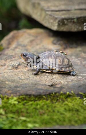 Petite petite tortue boisée (Terrapene carolina) rampant sur une roche avec de la mousse Banque D'Images