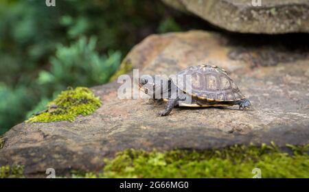 Petite petite tortue boisée (Terrapene carolina) rampant sur une roche avec de la mousse Banque D'Images