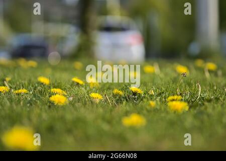 Belle vue rapprochée basse du sol de pissenlit jaune de printemps (Taraxacum officinale) fleurs sur la pelouse, Dublin, Irlande. Mise au point douce et sélective Banque D'Images