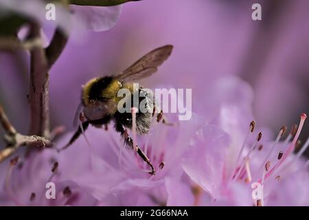 Belle vue de printemps macro de l'abeille Bumble (Bombus), pollinisateur efficace, collectant le pollen de fleurs sauvages de rhododendron pourpres, Ballinteer Banque D'Images