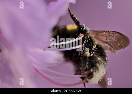 Belle vue macro de printemps de l'abeille Bumble (Bombus), pollinisateur efficace, collectant le pollen de fleurs sauvages de rhododendron pourpres, Dublin Banque D'Images