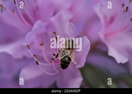 Belle vue macro de printemps de l'abeille, pollinisateur efficace, la collecte de pollen de fleurs de rhododendron sauvages pourpres, Ballinteer, Dublin Banque D'Images