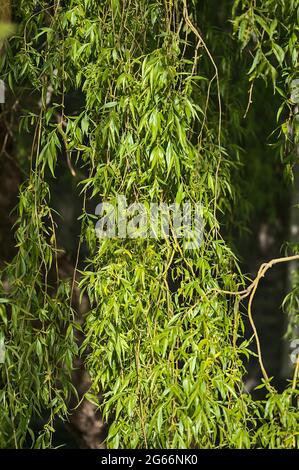 Belle vue de près chaude des feuilles d'arbre de saule de printemps (Salix) représentant l'espoir, l'appartenance, la sécurité, la croissance à Ballinteer, Dublin, Irlande Banque D'Images