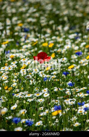 Fleurs sauvages, dont le pavot, le cornflower et la Marguerite, qui poussent aux frontières écossaises. Banque D'Images