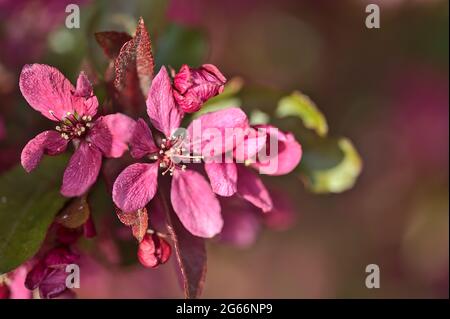 Belle vue de printemps de gros plan de la pomme de crabe à fleur rose foncé (Malus sylvestris) arbre fleurs sur fond flou, Ballinteer, Dublin, Irlande Banque D'Images