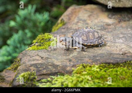 Petite petite tortue boisée (Terrapene carolina) rampant sur une roche avec de la mousse Banque D'Images