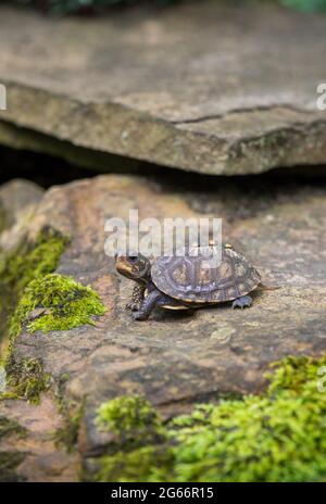 Petite petite tortue boisée (Terrapene carolina) rampant sur une roche avec de la mousse Banque D'Images