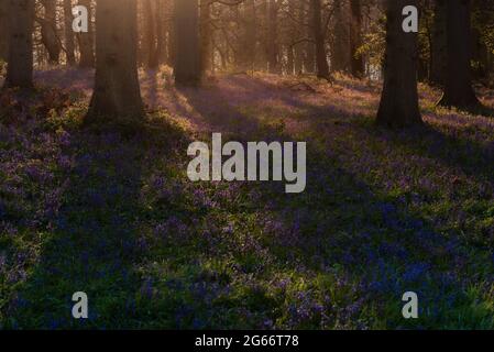 Le soleil du matin brille à travers les arbres dans la forêt bluebell. Blickling, mai 2021 Banque D'Images