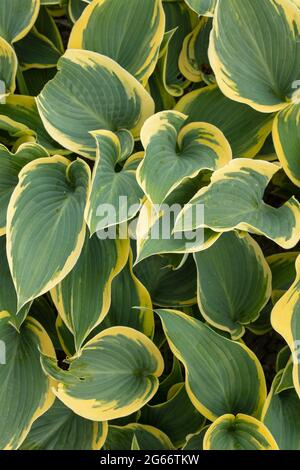 Gros plan attrayant Hosta 'First Frost', feuillage plantain de nénuphars 'First Frost' Banque D'Images