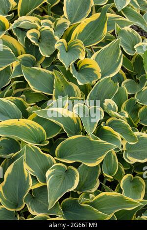 Gros plan attrayant Hosta 'First Frost', feuillage plantain de nénuphars 'First Frost' Banque D'Images