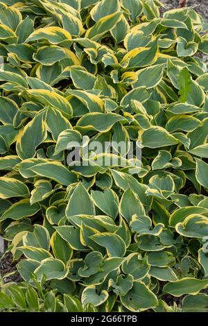 Gros plan attrayant Hosta 'First Frost', feuillage plantain de nénuphars 'First Frost' Banque D'Images