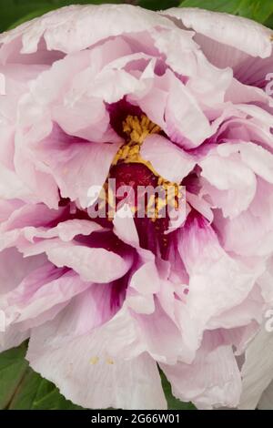 Impressionnant Paeonia × suffruticosa 'Rimpo', pivoine 'Rimpo', fleur de pivoine d'arbre en gros plan Banque D'Images