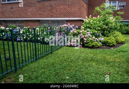Une rangée d'hortensias a été divisée par une clôture sur le terrain d'un immeuble d'appartements dans le quartier de Chelsea, à New York, le mardi 29 juin 2021. (© Richard B. Levine) Banque D'Images