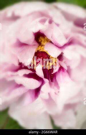 Impressionnant Paeonia × suffruticosa 'Rimpo', pivoine 'Rimpo', fleur de pivoine d'arbre en gros plan Banque D'Images