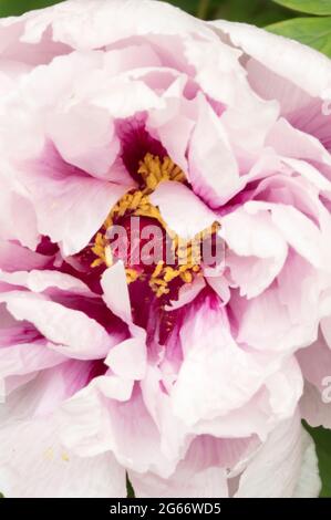Impressionnant Paeonia × suffruticosa 'Rimpo', pivoine 'Rimpo', fleur de pivoine d'arbre en gros plan Banque D'Images