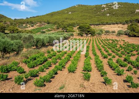 Vignobles verts en Grèce l'été Banque D'Images